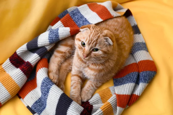 무늬에 귀여운 스코티시 고양이 — 스톡 사진