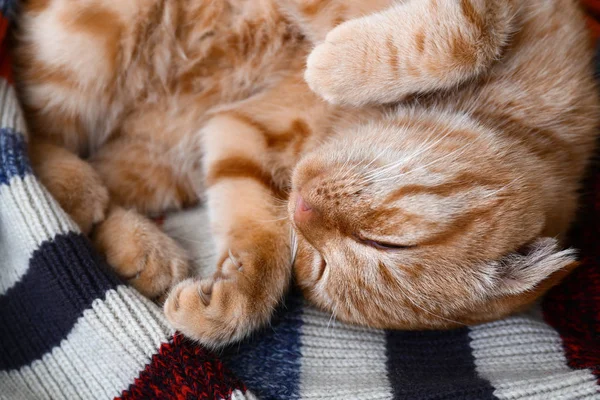 可爱的苏格兰折叠猫睡在格子 — 图库照片