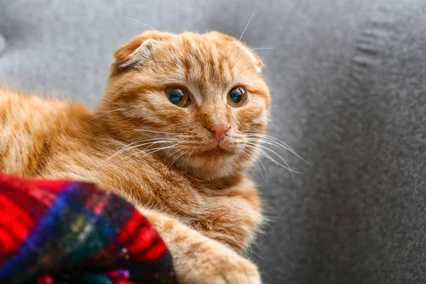 Cute Scottish Fold Cat Home — Stock Photo, Image