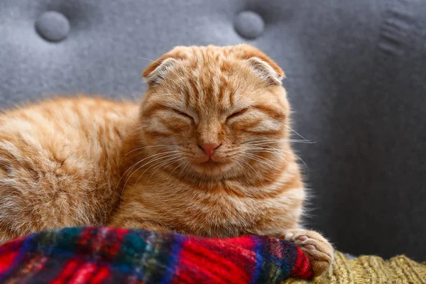 Cute sleepy Scottish fold cat lying on sofa