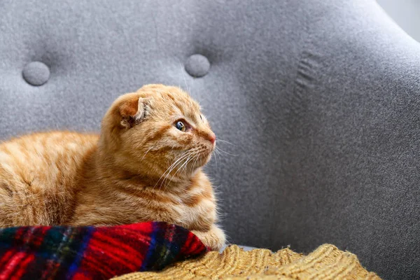 Cute Scottish fold cat lying on sofa