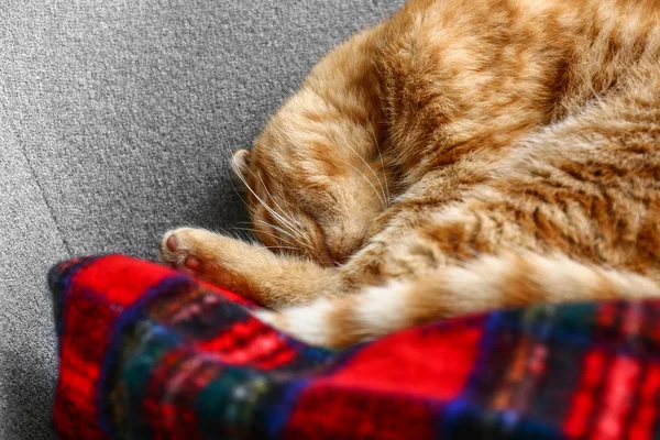 Cute Scottish fold cat sleeping on sofa