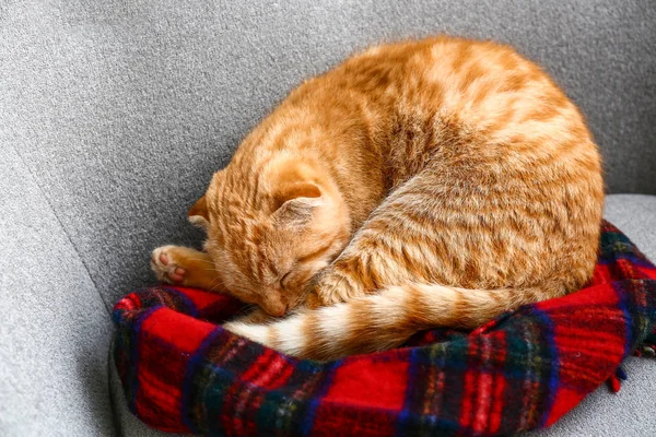 Bonito Escocês Dobrar Gato Dormindo Sofá — Fotografia de Stock