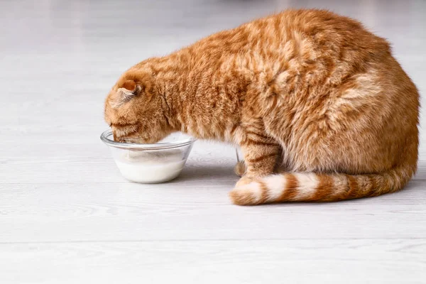 Cute Scottish Fold Cat Drinking Milk Home — Stock Photo, Image