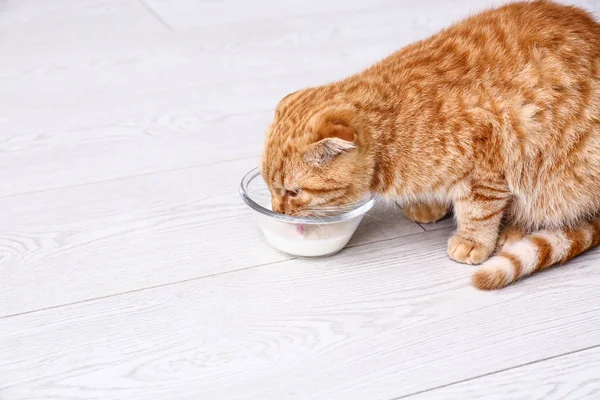 Cute Scottish Fold Cat Drinking Milk Home — Stock Photo, Image