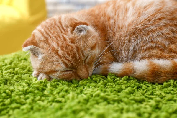 Cute Scottish fold cat sleeping at home