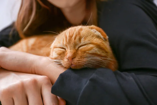 Cute Scottish fold cat with owner resting at home