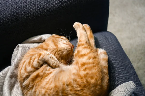 Aranyos Kiscicák Macska Alszik Otthon — Stock Fotó