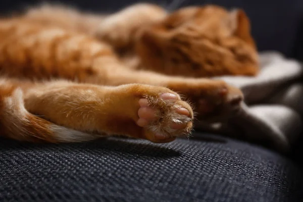 Söt Scottish Fold Katt Som Sover Hemma Närbild — Stockfoto