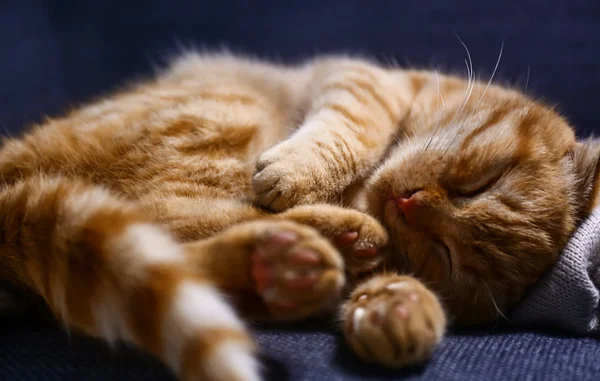 Söt Scottish Fold Katt Som Sover Hemma — Stockfoto