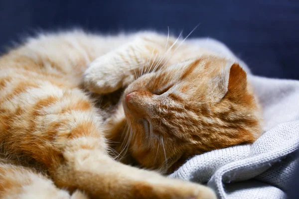 Söt Scottish Fold Katt Som Sover Hemma — Stockfoto