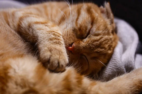 Roztomilý Skotské Klapouché Kočky Spí Doma — Stock fotografie