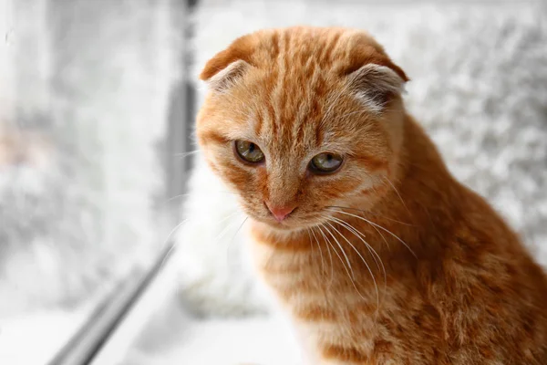 Cute Scottish Fold Cat Window Sill Home — Stock Photo, Image
