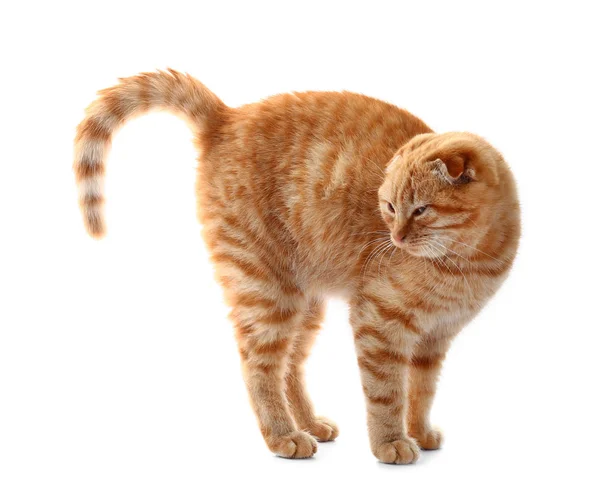 바탕에 귀여운 스코티시 고양이 — 스톡 사진