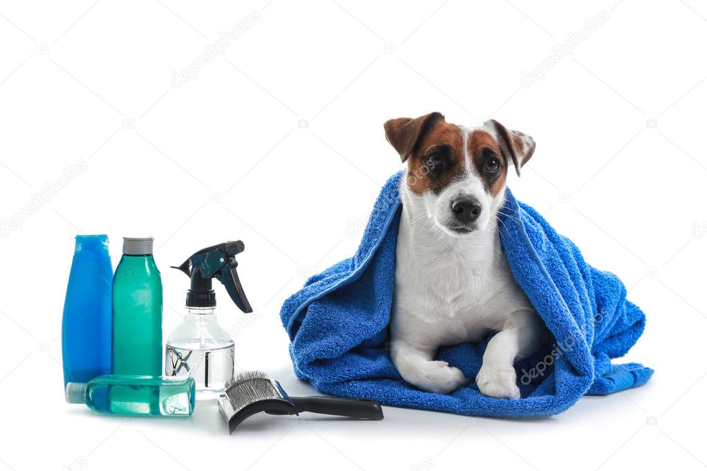 Cute dog with set for grooming on white background