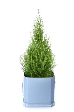 beyaz zemin üzerinde servi ağacı