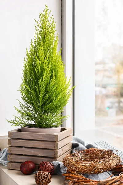 Pot Lemon Cypress Tree Window Sill — Stock Photo, Image