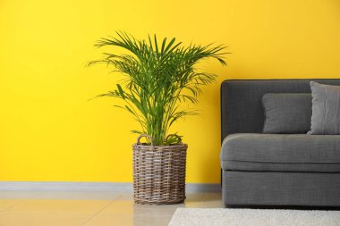 Modern rahat kanepe ve houseplant renk duvarının yakınında