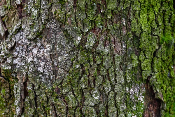 Tronco Árvore Com Musgo Verde Close — Fotografia de Stock