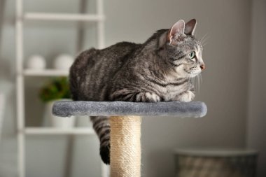 Doğum sonrası evde tırmalamak sevimli kedi