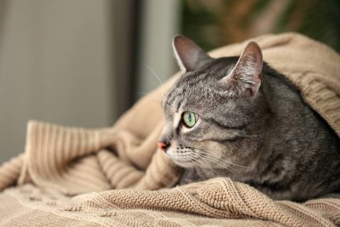 Şirin kedi evde ekose yalan