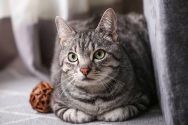 Şirin komik kedi evde