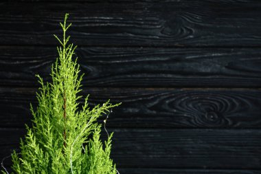 Limon selvi ağacı bitki ahşap arka plan üzerinde