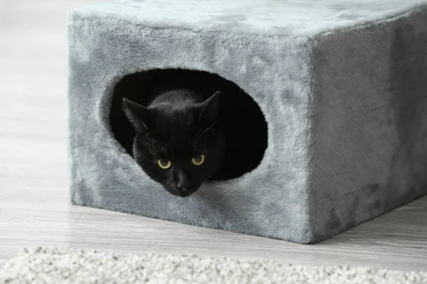 Cute Black Cat Hiding Its House — Stock Photo, Image