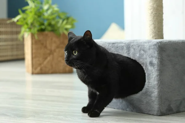 Niedliche Schwarze Katze Kommt Aus Dem Haus — Stockfoto