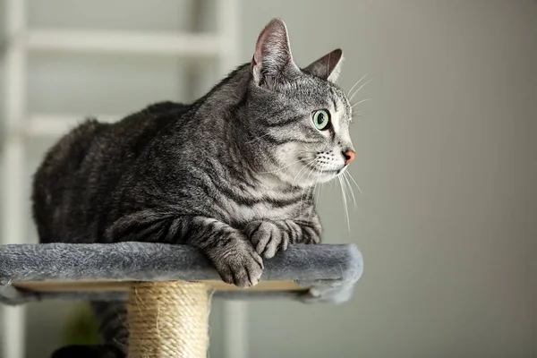 Doğum Sonrası Evde Tırmalamak Sevimli Kedi — Stok fotoğraf