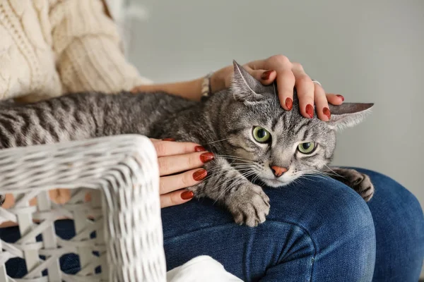 Cute Cat Owner Home — Stock Photo, Image