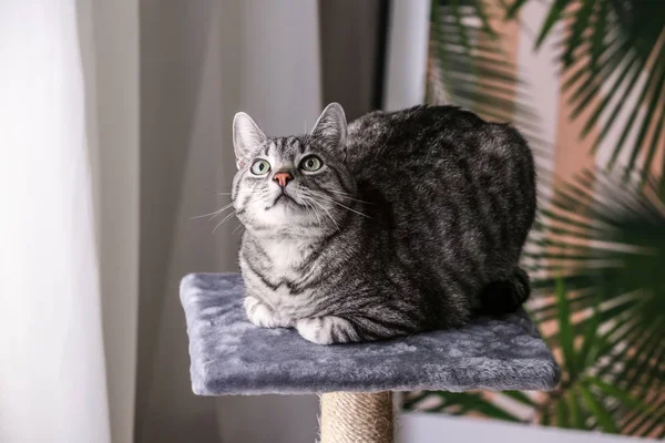 Cute Funny Cat Scratching Post — Stock Photo, Image