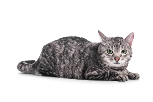 Söt Rolig Katt Vit Bakgrund — Stockfoto