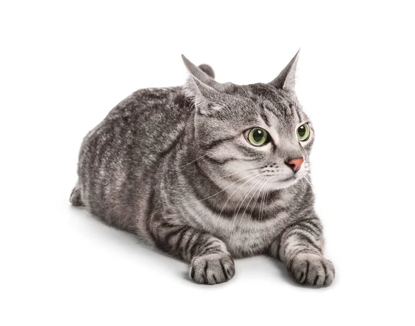 Beyaz Arka Planda Sevimli Komik Kedi — Stok fotoğraf