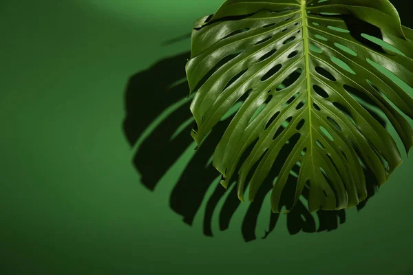 Folha Tropical Verde Sobre Fundo Cor — Fotografia de Stock