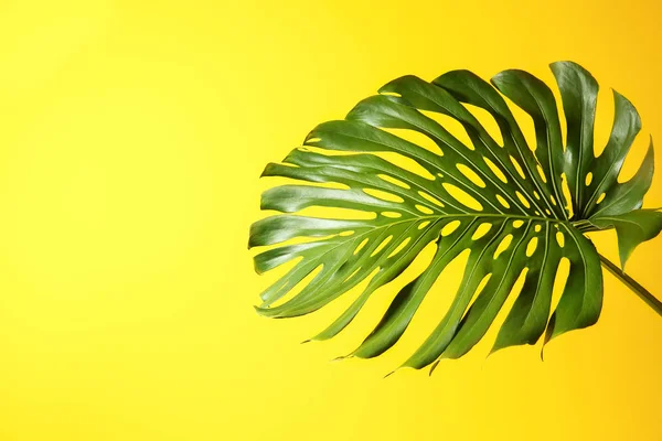 Gröna Tropiska Löv Färg Bakgrund — Stockfoto