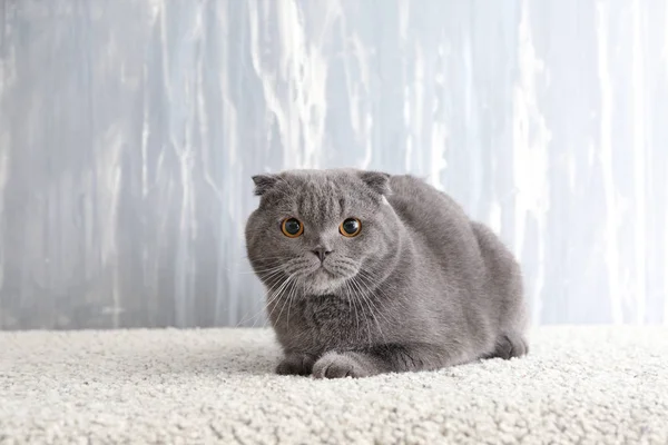 Niedliche Katze Auf Teppich Nahe Grauer Wand — Stockfoto