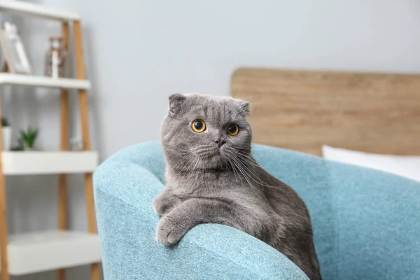 Cute Cat Sitting Armchair Home — Stock Photo, Image