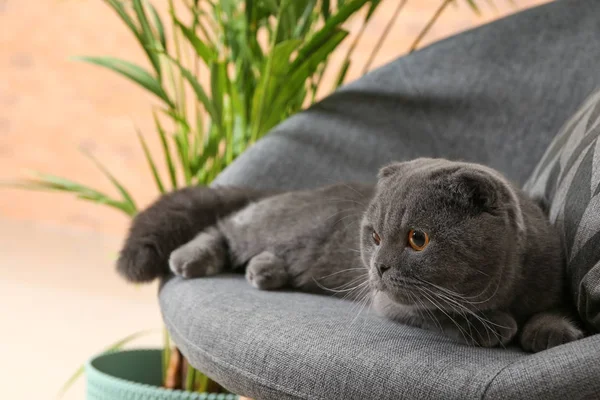 Cute Cat Lying Armchair Home — Stock Photo, Image