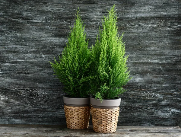 Lemon Cypress Tree Plants Wooden Background — Stock Photo, Image