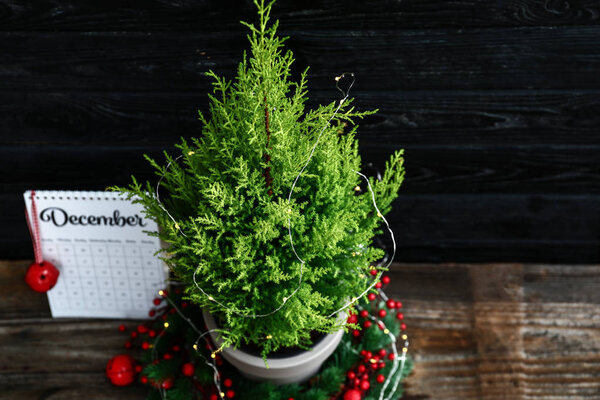Растение лимонной кипарисы, рождественский декор и календарь на деревянном столе
