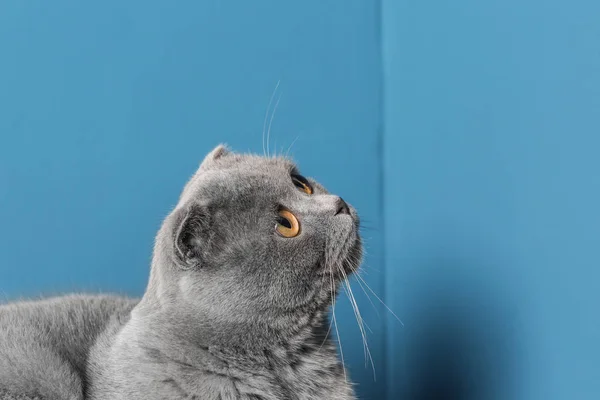 Niedliche Lustige Katze Auf Farbigem Hintergrund — Stockfoto