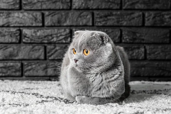 Söt Rolig Katt Liggande Nära Mörka Tegelvägg — Stockfoto