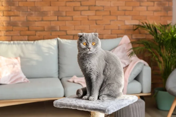 Симпатичная Смешная Кошка Почесывающем Столбе Дома — стоковое фото