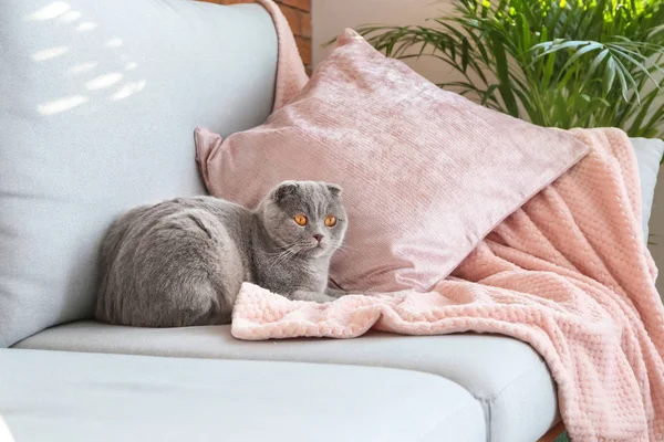 Cute Funny Cat Sofa Home — Stock Photo, Image