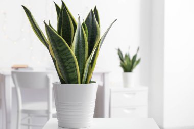 Sansevieria plant in pot on table clipart