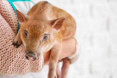 Açık renkli sevimli küçük domuz kadınla