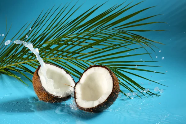 Halves Ripe Coconut Palm Leaves Splash Milk Color Background — Stock Photo, Image