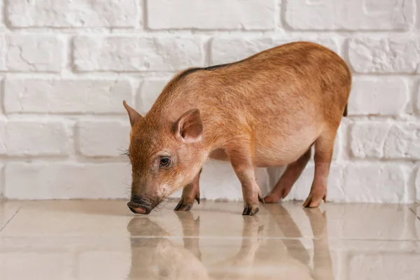 Cute little pig near white brick wall