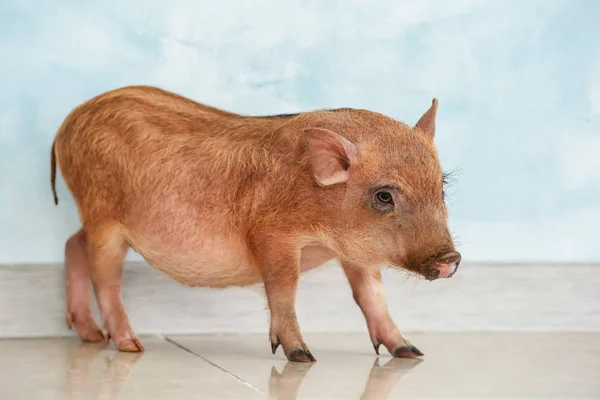 Cute little pig near light wall